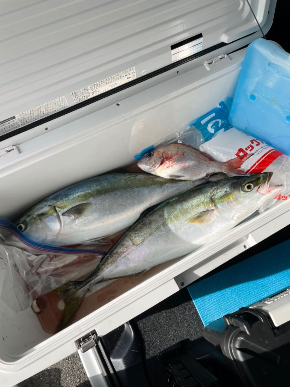 日本人さんの釣果 2枚目の画像