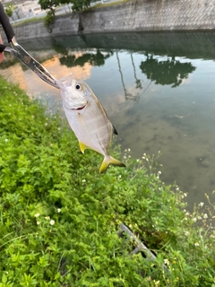 ガーラの釣果