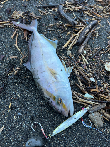 ショゴの釣果