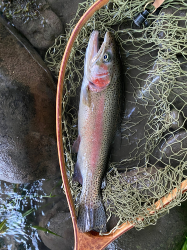 ニジマスの釣果