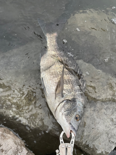 クロダイの釣果