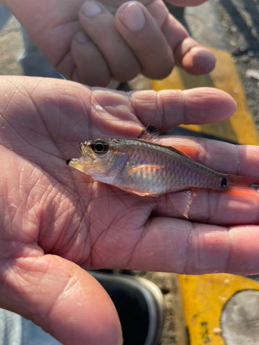 クロホシイシモチの釣果