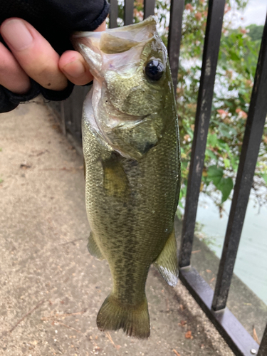 ラージマウスバスの釣果