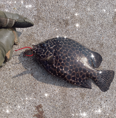 イシガキダイの釣果