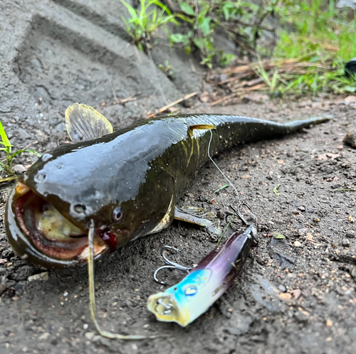 ナマズの釣果