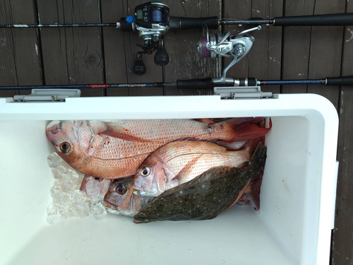 マダイの釣果