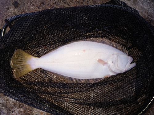 ヒラメの釣果