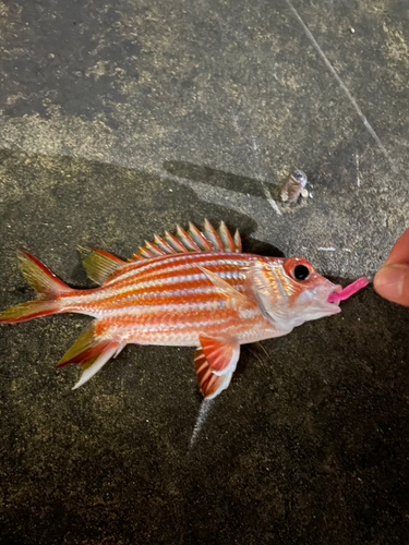 アヤメエビスの釣果