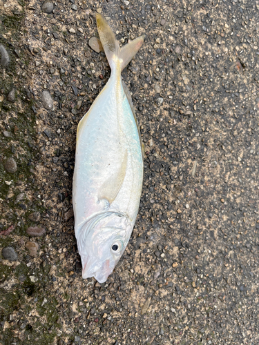 シマアジの釣果