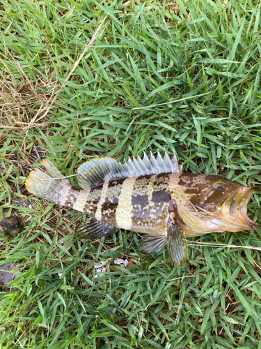 アオハタの釣果