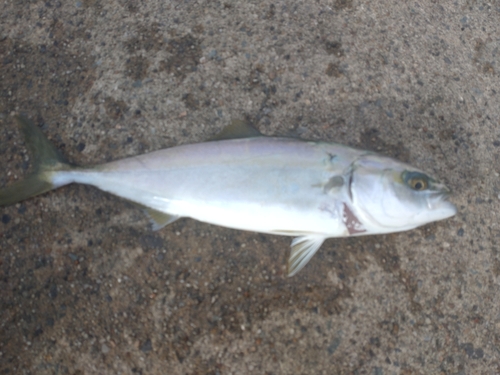 イナダの釣果