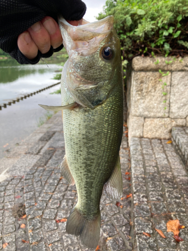 ラージマウスバスの釣果