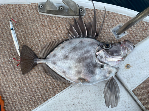 カガミダイの釣果