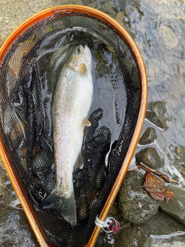 ニジマスの釣果