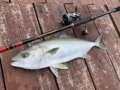 ヒラマサの釣果