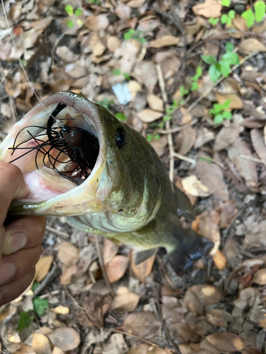 ブラックバスの釣果