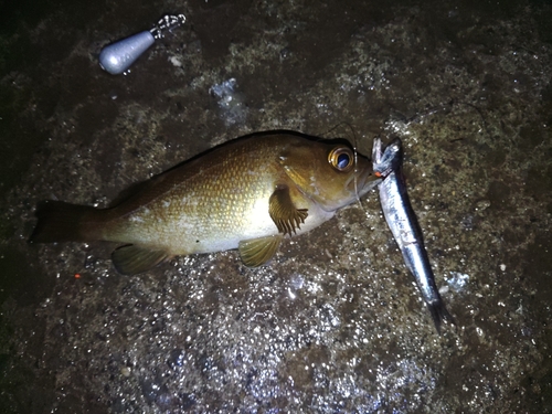 ガヤの釣果