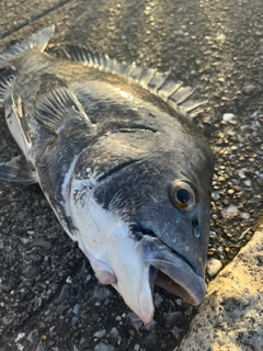 チヌの釣果