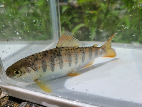 アマゴの釣果