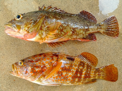 カサゴの釣果