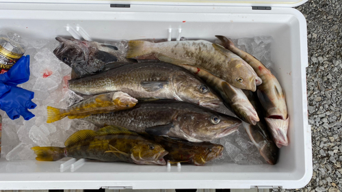 ホッケの釣果