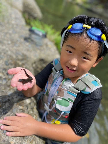 アブラハヤの釣果