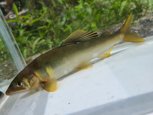 アユの釣果