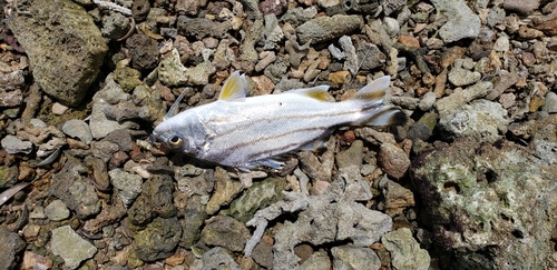 コトヒキの釣果