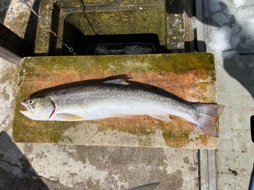 アメマスの釣果