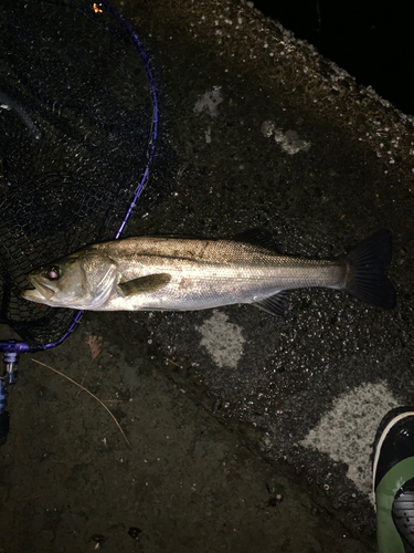 フッコ（マルスズキ）の釣果