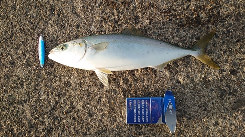 イナダの釣果