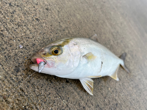 ショゴの釣果