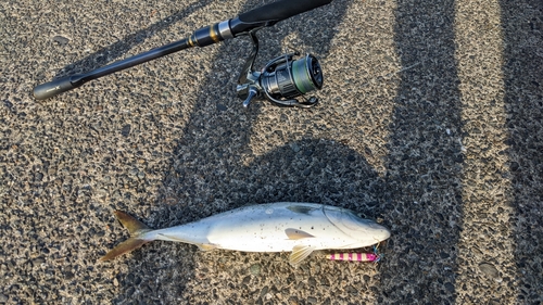 ワカシの釣果