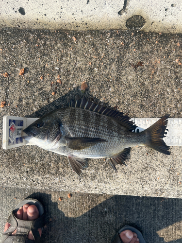 クロダイの釣果