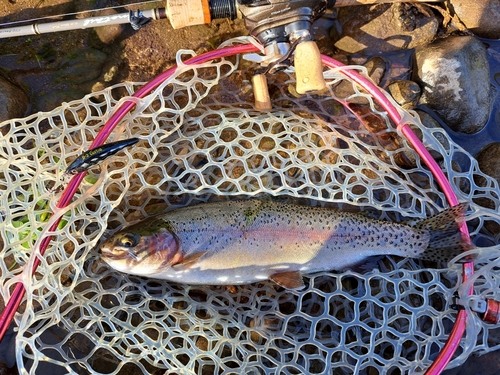 ニジマスの釣果