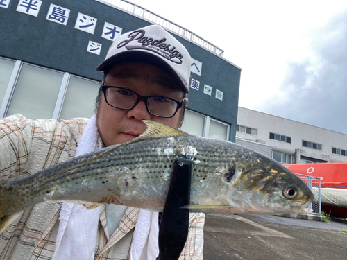 コノシロの釣果