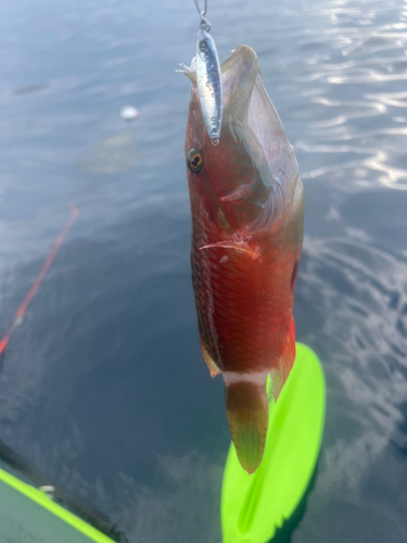 ホホスジモチノウオの釣果