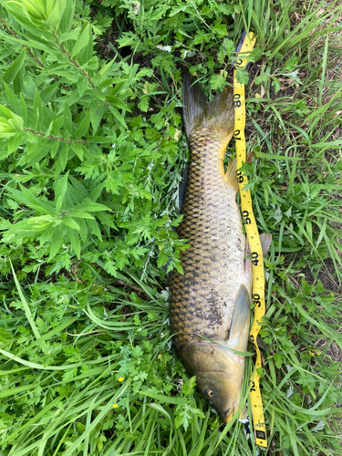 コイの釣果