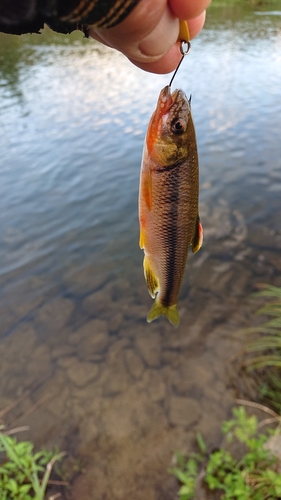 カワムツの釣果