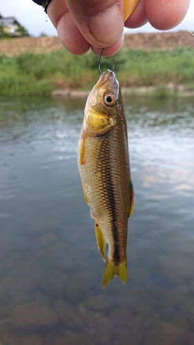 カワムツの釣果