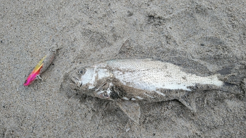 イシモチの釣果