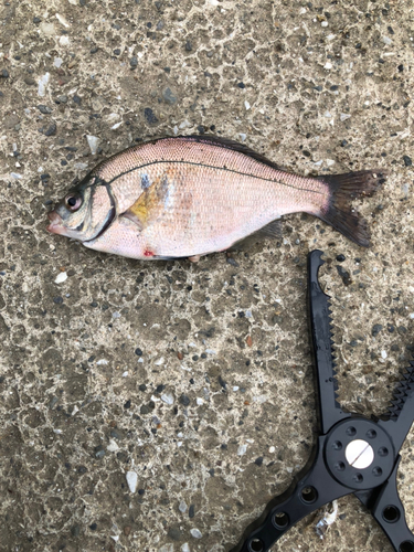 ウミタナゴの釣果