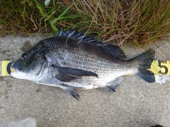 クロダイの釣果