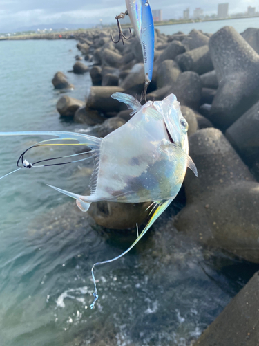 イトヒキアジの釣果