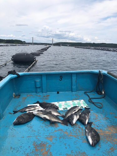 クロダイの釣果