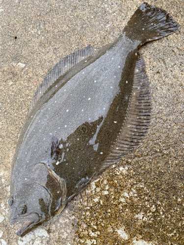 ヒラメの釣果