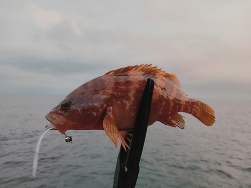 アコウの釣果