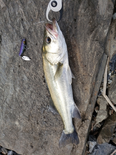 スズキの釣果