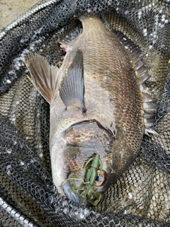 チヌの釣果