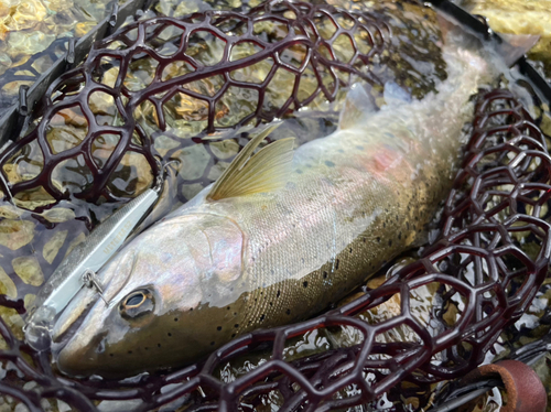 ヤマメの釣果